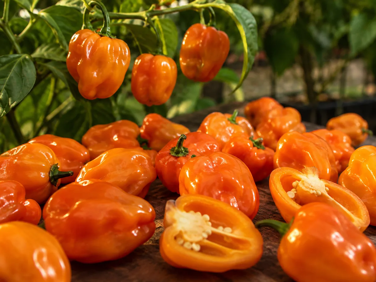 Fruchtige Chilis für Saucen