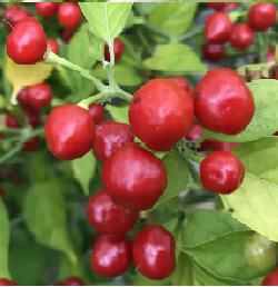 Chillischoten Aji Charapita Chilli Früchte frisch 100 Stk, (inkl. Samen) rot fruchtigere leicht herb feurige, Chilisorte