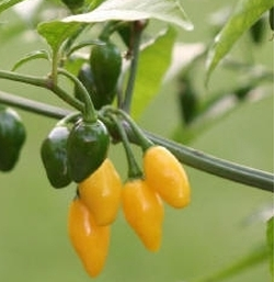 Chillischoten Aji Charapita Chilli Früchte frisch 100 Stk, (inkl. Samen) orange Zitrus-Aromatik und eine intensivere Süße