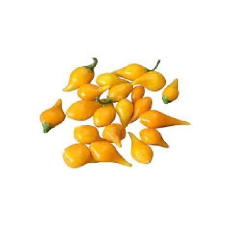 Bio Chilischoten Biquinho gelb Chili Früchte frisch 50g (inkl. Samen) gelb sehr fruchtig-süßen Geschmack, süßen Äpfeln