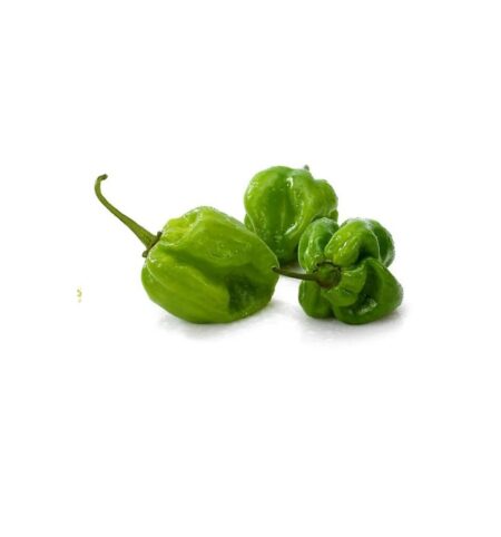 Bio Chilischoten Habanero grün Chili Früchte frisch 1000g (inkl. Samen) grün ein tropisch-fruchtiges Aroma