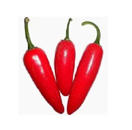 Bio Chilischoten Jalapeno rot Chili Früchte frisch 1g, (inkl. Samen) aus milder Schärfe und fruchtiger Süße