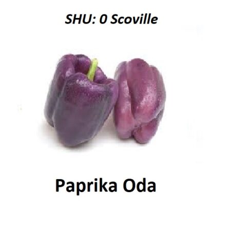 Bio Paprika Oda violett Früchte frisch 1g (inkl. Samen) fruchtig-frisch, nicht scharf, mit einem süßen Aroma