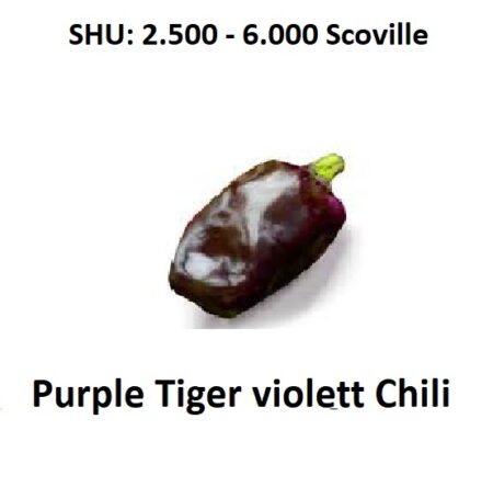 Bio Purple Tiger violett Chili Früchte frisch 1g (inkl. Samen) einen klassischen Paprika-Geschmack, aber dennoch eine "dezente" Schärfe