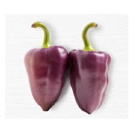Bio Purple Tiger violett Chili Früchte getrocknete 1g, (inkl. Samen) einen klassischen Paprika-Geschmack, aber dennoch eine "dezente" Schärfe