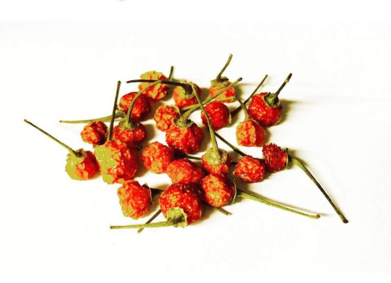 Bio Chilischoten Aji Charapita Chili Wild Chili Früchte rot getrocknete 500g, (inkl. Samen) fruchtigere leicht herb feurige, Chilisorte