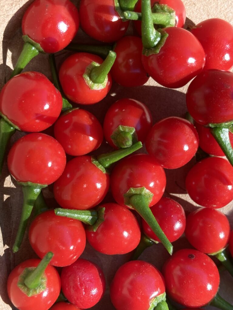 Bio Chilischoten Aji Charapita Chili Wild Chili Früchte rot frisch 50g (inkl. Samen) fruchtigere leicht herb feurige, Chilisorte